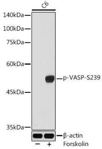 Western blot analysis of extracts of C6 cells, using Anti-VASP (phospho Ser239) Antibody (A12464) at 1:1,000 dilution C6 cells were treated by Forskolin (10 uM) at 37°C for 1 hour after serum-starvation overnight