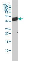 Anti-BAG1 Mouse Monoclonal Antibody [clone: 4C10]