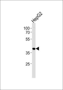 Anti-HNRNPAB Rabbit Polyclonal Antibody (APC (Allophycocyanin))