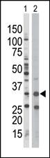 Anti-PRKAB1 Rabbit Polyclonal Antibody