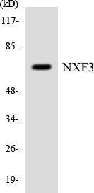 Western blot analysis of the lysates from HepG2 cells using Anti-NXF3 Antibody