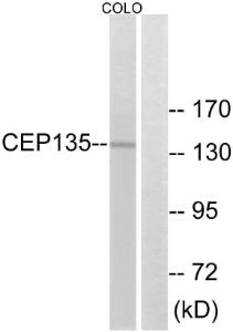 Antibody anti-CEP135 100 µg