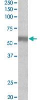 Anti-NPR3 Goat Polyclonal Antibody