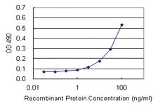 Anti-HOXC8 Polyclonal Antibody Pair