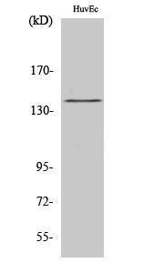 Western blot analysis of HuvEc cells using Anti-eNOS (phospho Ser1176) Antibody