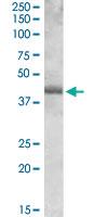 Anti-SPI1 Goat Polyclonal Antibody