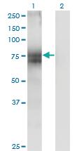 Anti-STT3A Mouse Monoclonal Antibody [clone: 4D4]