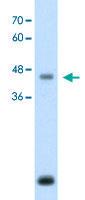 Anti-ASPN Rabbit Polyclonal Antibody