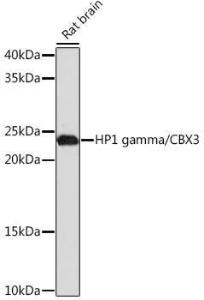 Anti-HP1 gamma / CBX3 Rabbit Monoclonal Antibody [clone: ARC0952]