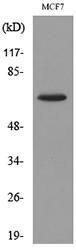 Western blot analysis of lysate from MCF7 cells using Anti-NT5E Antibody