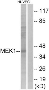 Antibody anti-MEK1 A96161-100 100 µg