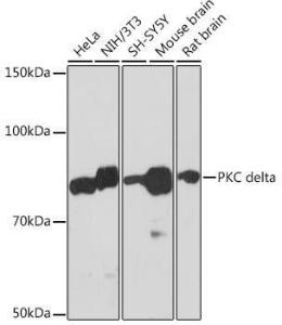 Western blot analysis of extracts of various cell lines, using Anti-PKC delta Antibody [ARC1434] (A308143) at 1:1,000 dilution. The secondary antibody was Goat Anti-Rabbit IgG H&L Antibody (HRP) at 1:10,000 dilution.