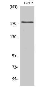 Western blot analysis of various cells using Anti-EGFR (phospho Tyr1110) Antibody