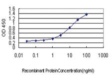 Anti-BAG1 Mouse Monoclonal Antibody [clone: 4C10]