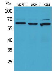 Western blot analysis of MCF7, L929, K562 cells using Anti-NT5E Antibody