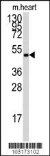 Anti-PRKAG1 Rabbit Polyclonal Antibody