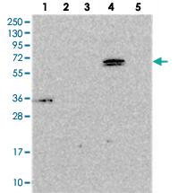 Anti-ARHGAP19 Rabbit Polyclonal Antibody