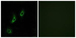 Immunofluorescence analysis of COS7 cells using Anti-OR4L1 Antibody. The right hand panel represents a negative control, where the Antibody was pre-incubated with the immunising peptide