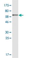 Anti-BKPyVgp4 Mouse Monoclonal Antibody [clone: 6E10]