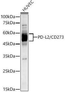 Western blot analysis of HUVEC, using Anti-PD-L2 Antibody [ARC60190] (A309669) at 1:1,000 dilution