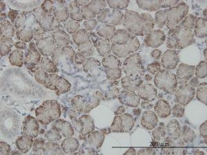 Anti-STT3A Mouse Monoclonal Antibody [clone: 4D4]