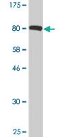 Anti-IGF2BP2 Mouse Monoclonal Antibody [clone: 4C6]