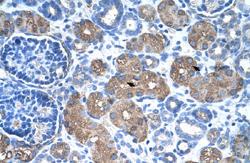 Anti-ASS1 Rabbit Polyclonal Antibody