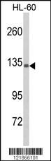 Anti-NRBP2 Rabbit Polyclonal Antibody