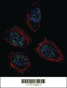 Anti-PNN Rabbit Polyclonal Antibody