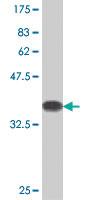 Anti-UPF3A Mouse Polyclonal Antibody