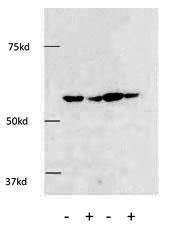 Anti-HDAC1 Rabbit polyclonal antibody