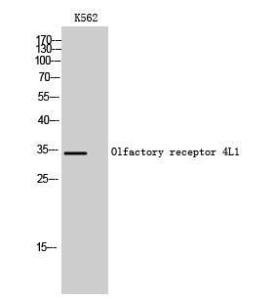 Western blot analysis of K562 cells using Anti-OR4L1 Antibody