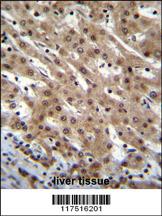 Anti-PNN Rabbit Polyclonal Antibody