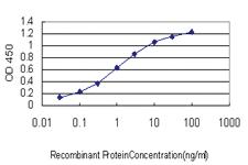 Anti-ACBD3 Mouse Monoclonal Antibody [clone: 2G2]