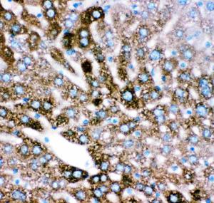 Anti-CYP2E1 Polyclonal Antibody