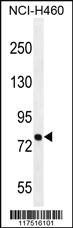 Anti-PNN Rabbit Polyclonal Antibody