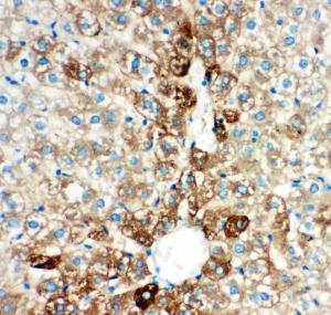 Anti-CYP2E1 Polyclonal Antibody