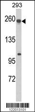 Anti-ABCC5 Rabbit Polyclonal Antibody