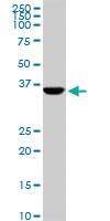 Anti-CDX4 Mouse Monoclonal Antibody [clone: 1E9]