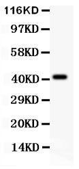 Anti-EDA/Eda A2 Polyclonal Antibody