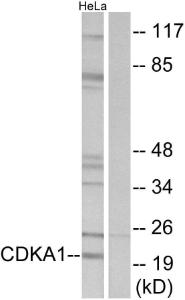 Western blot analysis of lysates from HeLa cells using Anti-CDKAP1 Antibody The right hand lane represents a negative control, where the antibody is blocked by the immunising peptide