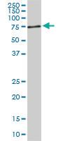 Anti-ACBD3 Mouse Monoclonal Antibody [clone: 2H2]