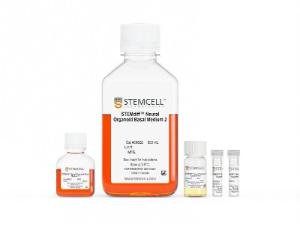 STEMdiff™ Dorsal Forebrain Organoid Differentiation kit