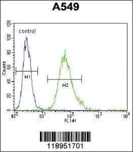 Anti-SCEL Rabbit Polyclonal Antibody