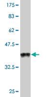 Anti-GHRL Mouse Monoclonal Antibody [clone: 4E5]