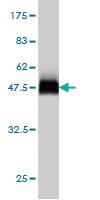 Anti-USP43 Mouse Monoclonal Antibody [clone: 1A5]