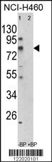 Anti-NFYB Rabbit Polyclonal Antibody