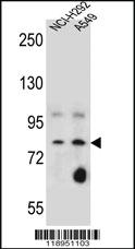 Anti-SCEL Rabbit Polyclonal Antibody