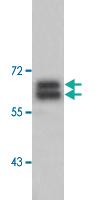 Anti-AMIGO2 Rabbit Polyclonal Antibody