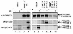 Anti-KDR Rabbit Polyclonal Antibody (Biotin)